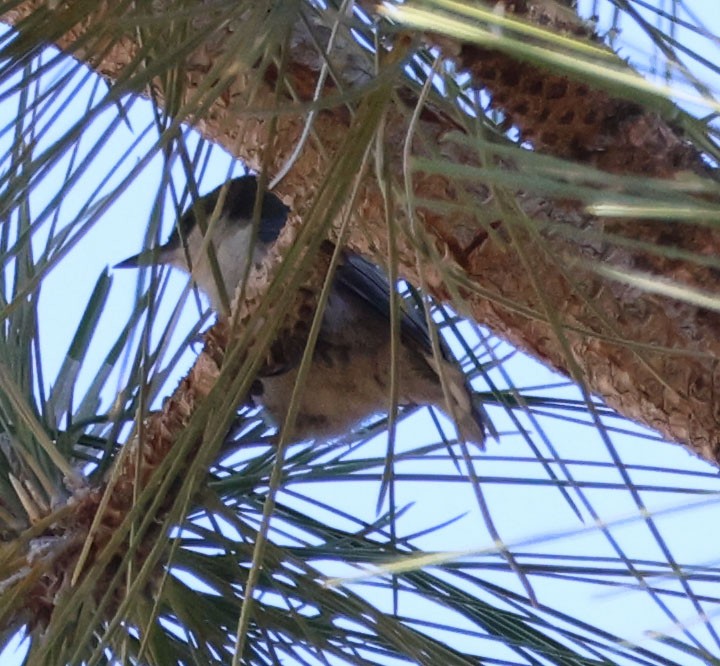 Pygmy Nuthatch - ML620467878