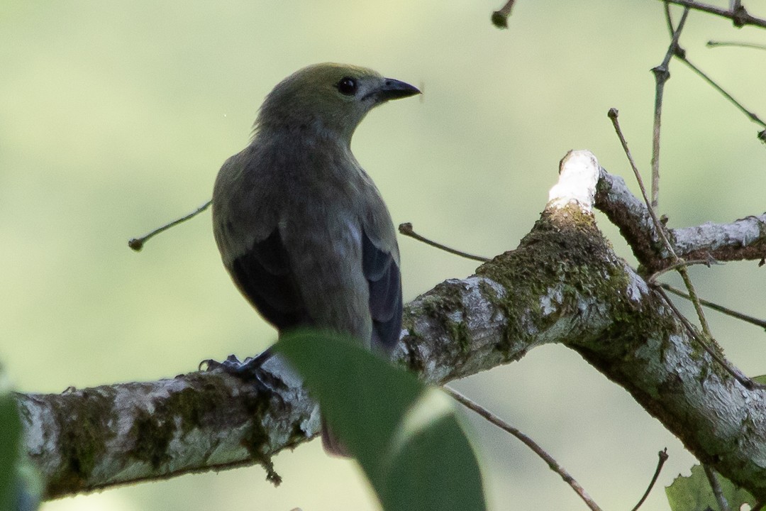 Palm Tanager - ML620467882