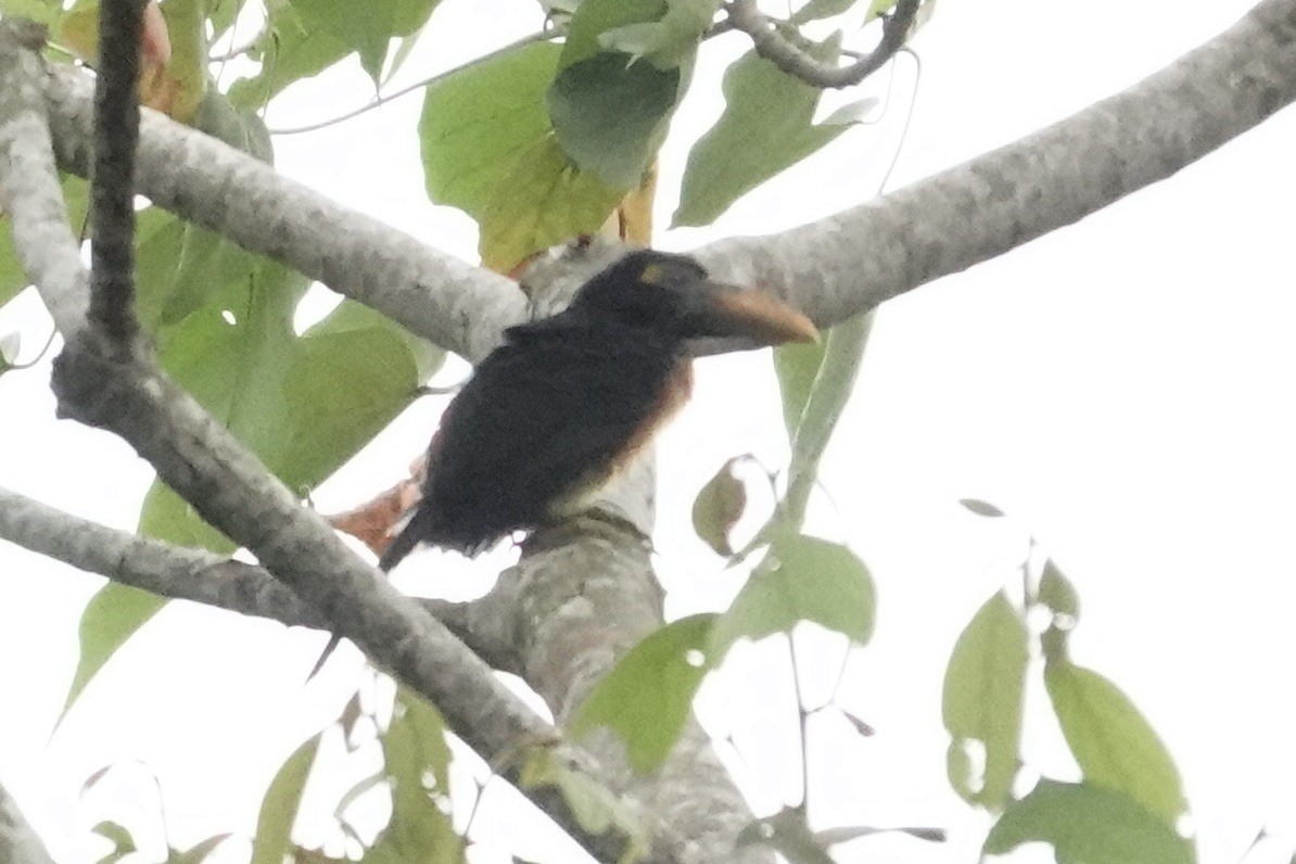 Fiery-billed Aracari - ML620467887