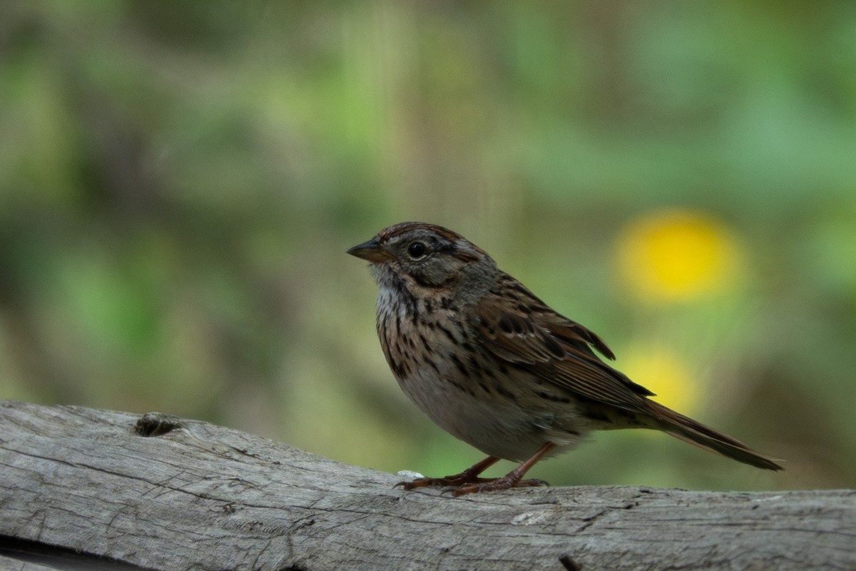 Lincoln's Sparrow - ML620467891