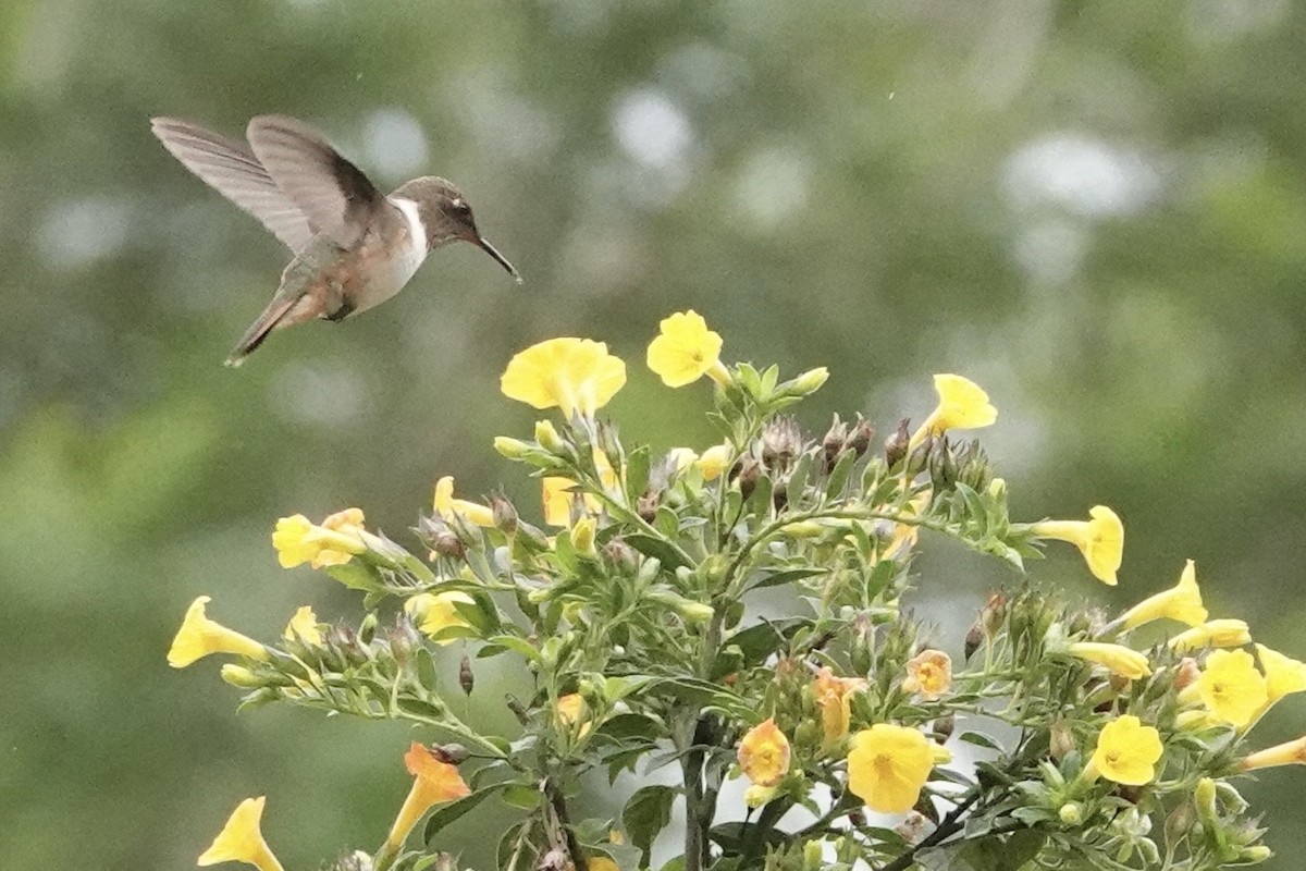 kolibřík skvrnitoprsý - ML620467896