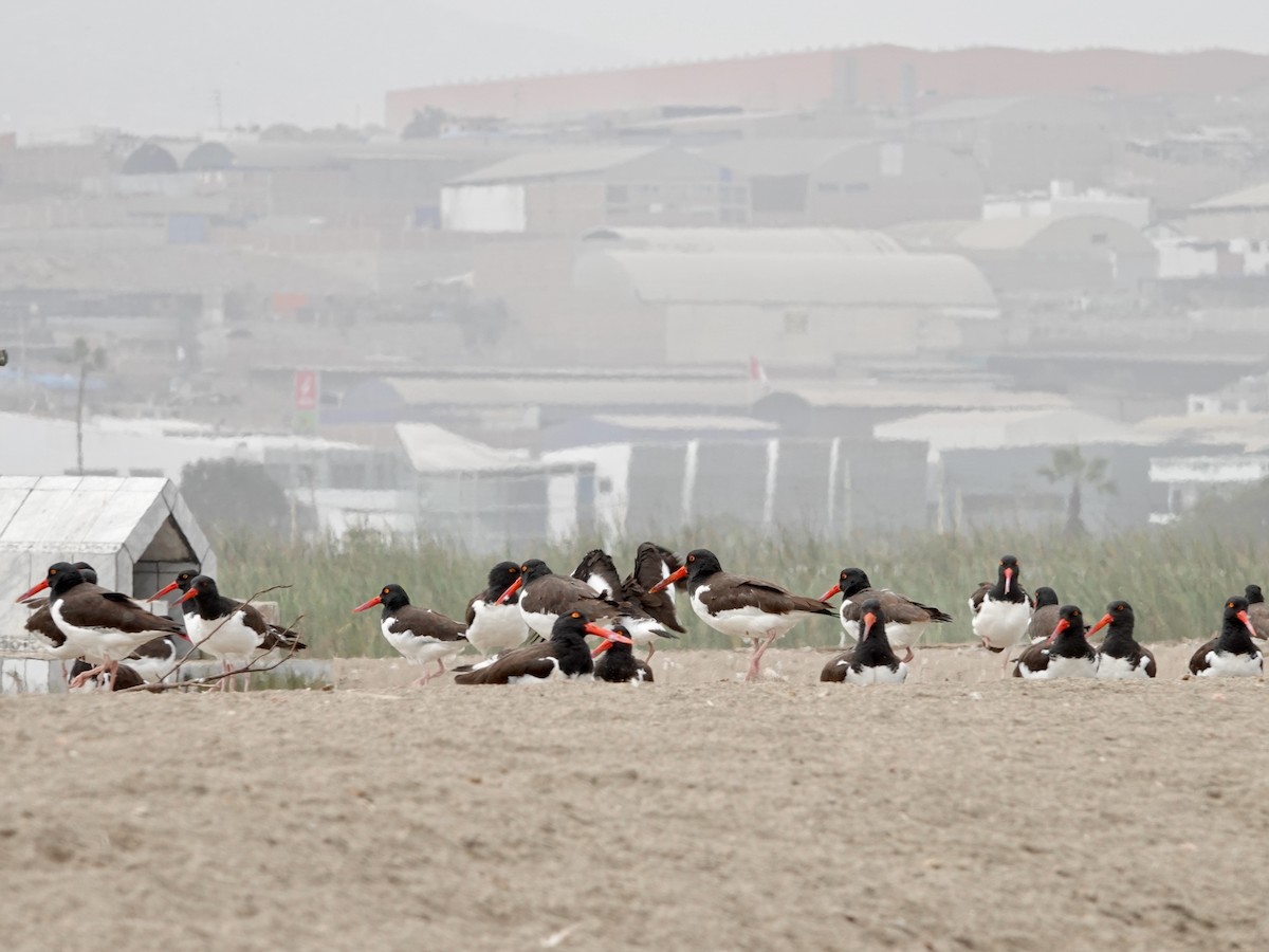 American Oystercatcher - ML620467897