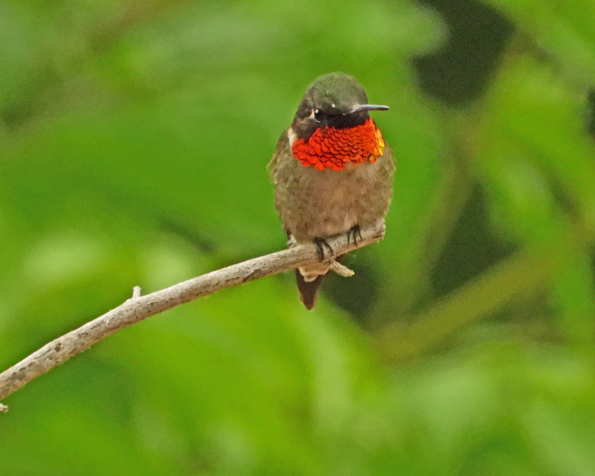 Ruby-throated Hummingbird - ML620467898