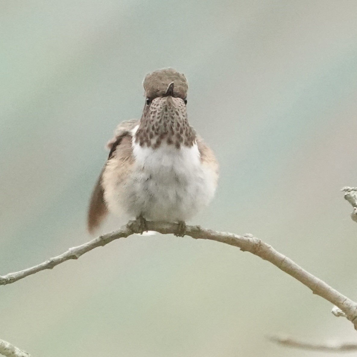 kolibřík skvrnitoprsý - ML620467899