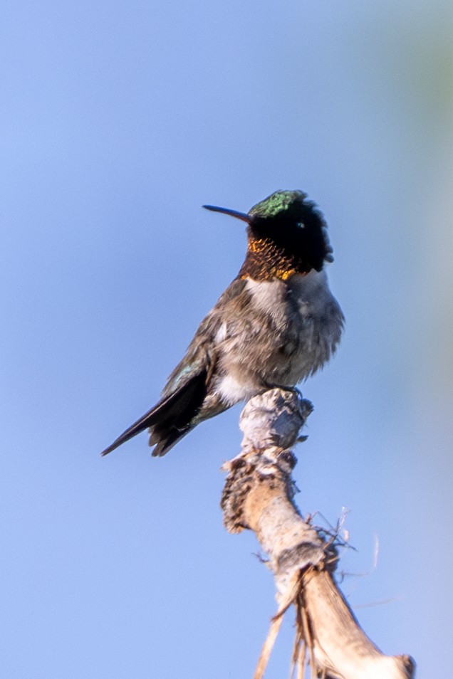 Colibri à gorge rubis - ML620467901