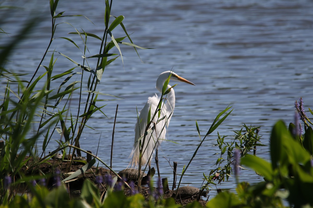 Great Egret - Andy M