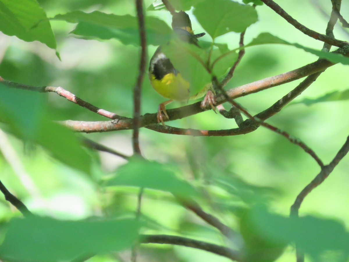 Common Yellowthroat - ML620467910