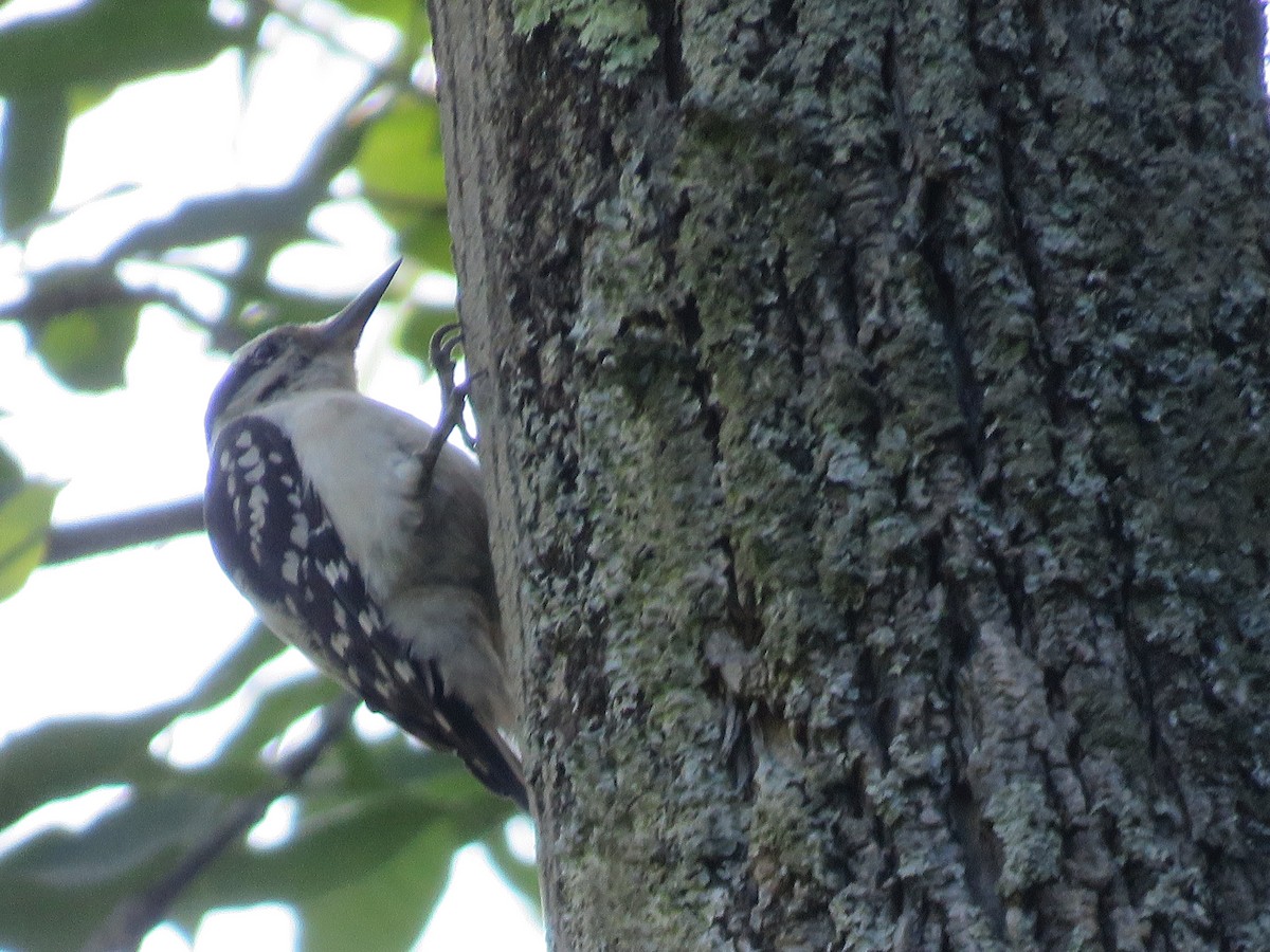 Hairy Woodpecker - ML620467915