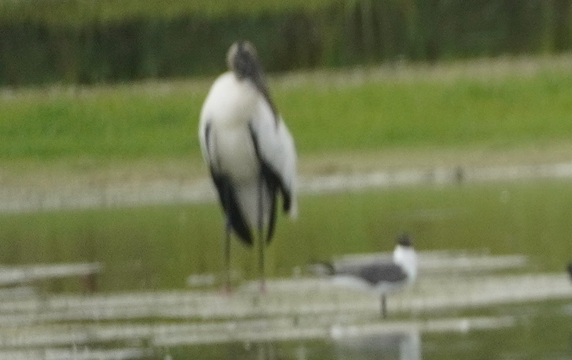 Wood Stork - ML620467916