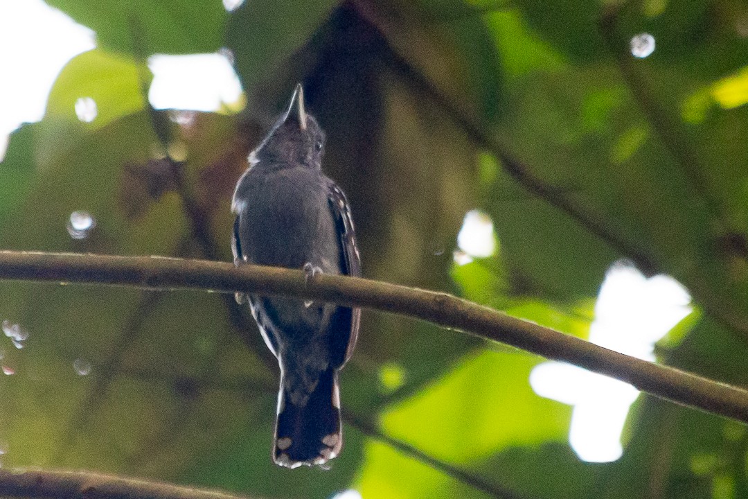 Black-crowned Antshrike - ML620467927