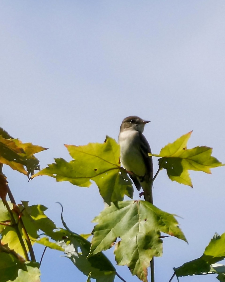 Alder Flycatcher - ML620467928