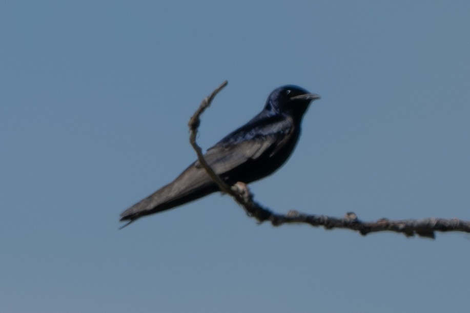 Purple Martin - ML620467931