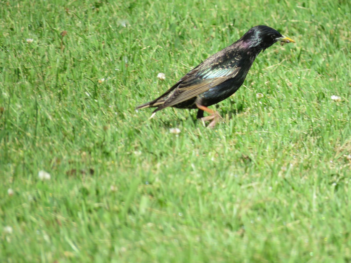 European Starling - ML620467932