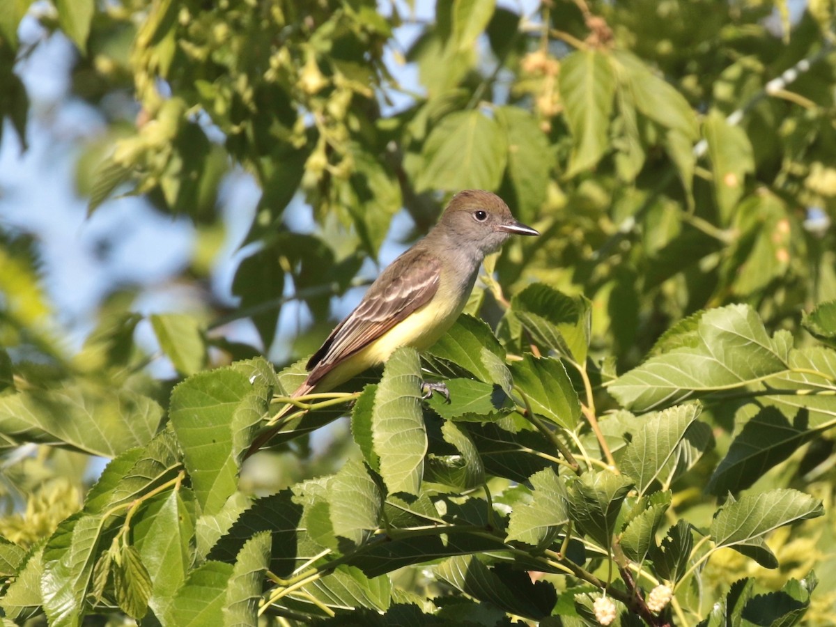 Great Crested Flycatcher - ML620467933