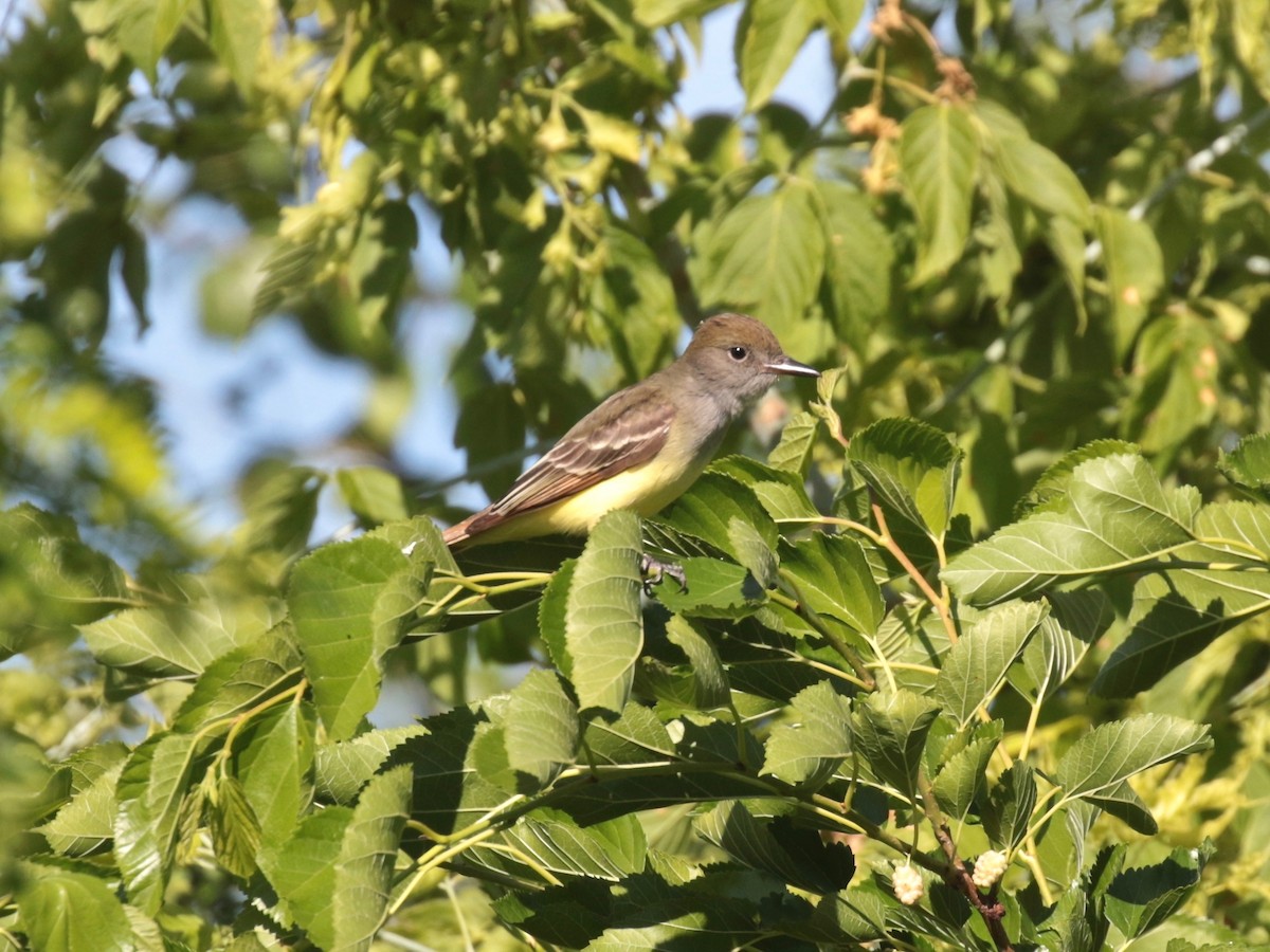 Great Crested Flycatcher - ML620467935