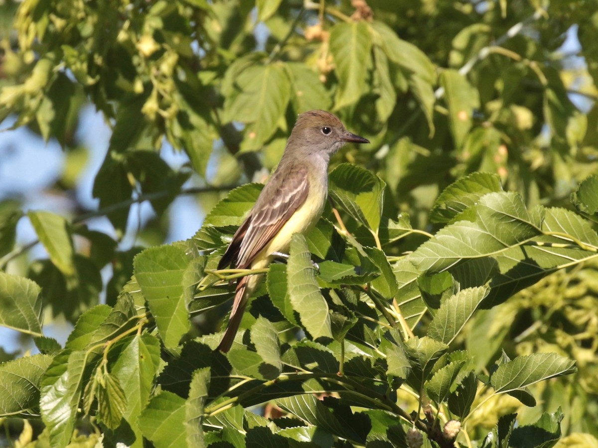 Great Crested Flycatcher - ML620467936