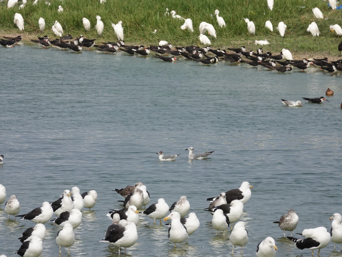 Mouette atricille - ML620467937