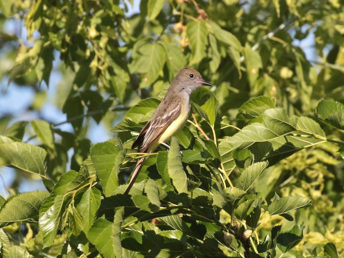 Great Crested Flycatcher - ML620467938