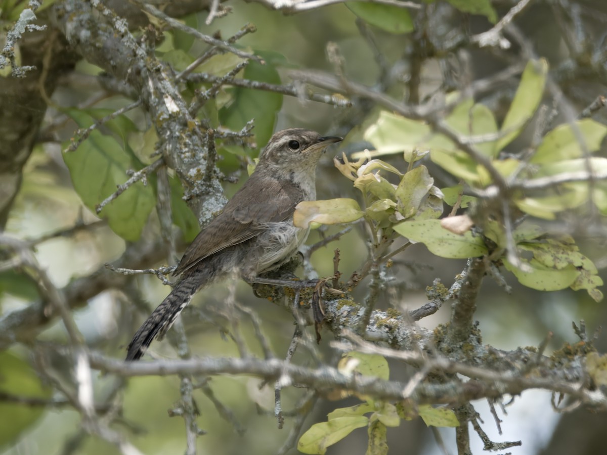 Bewick's Wren - ML620467939