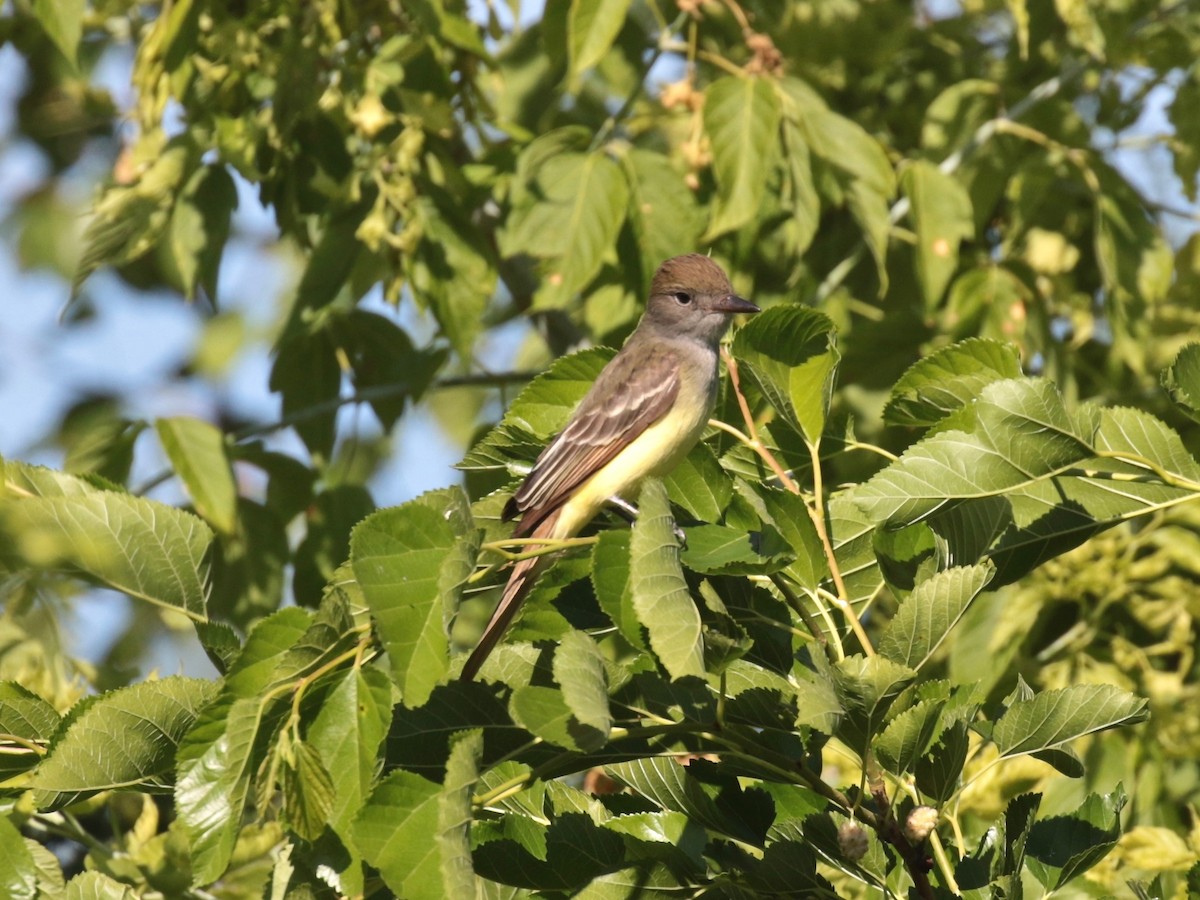 Great Crested Flycatcher - ML620467940