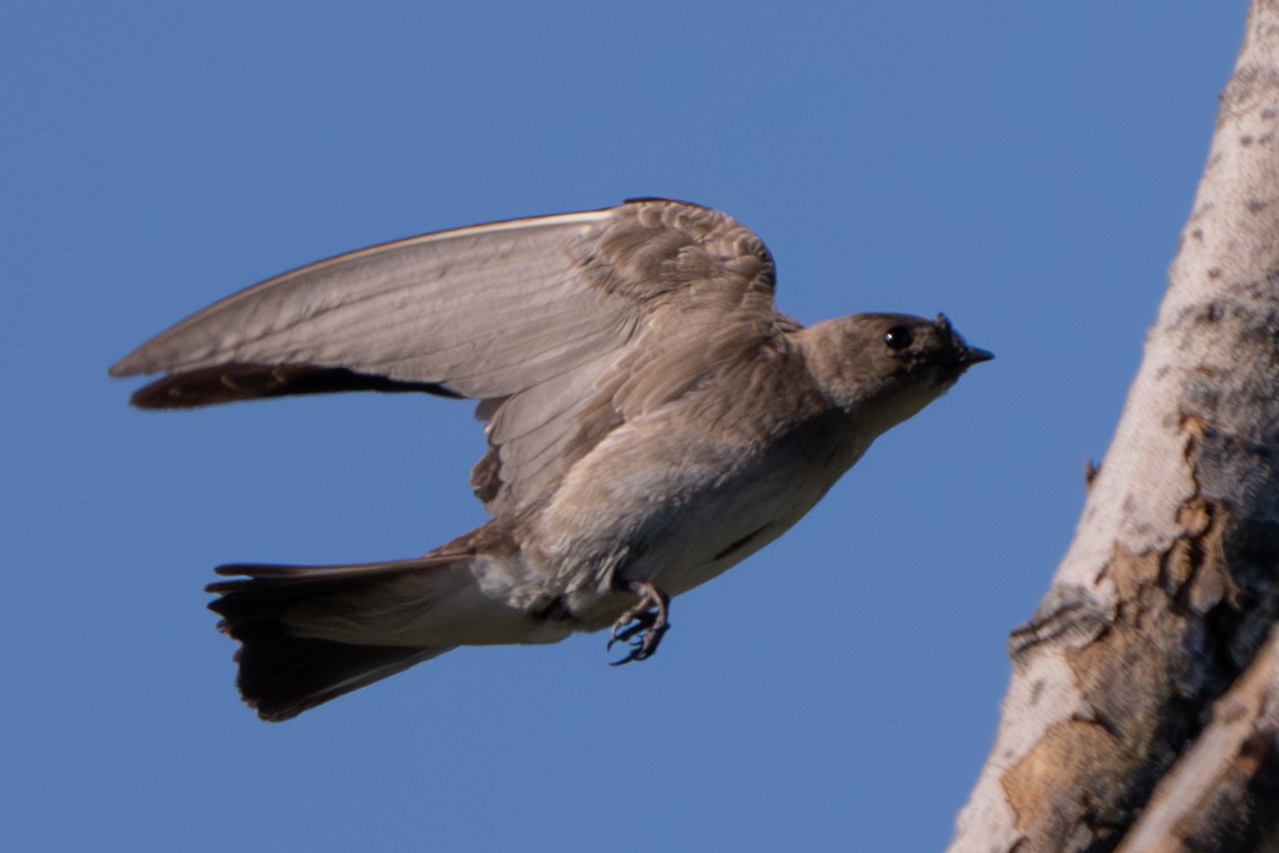 Northern Rough-winged Swallow - ML620467946