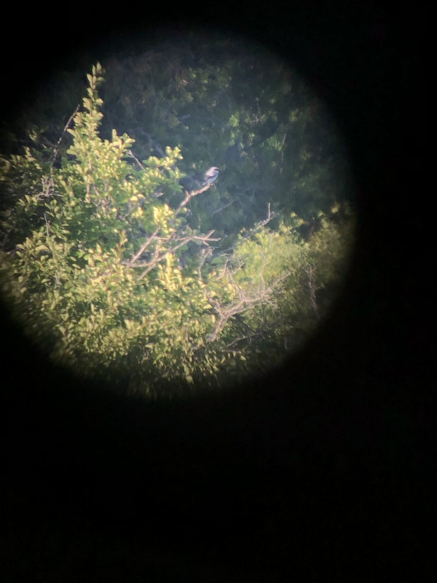 Loggerhead Shrike - ML620467947