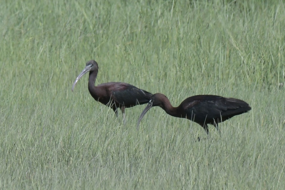 Glossy Ibis - ML620467951