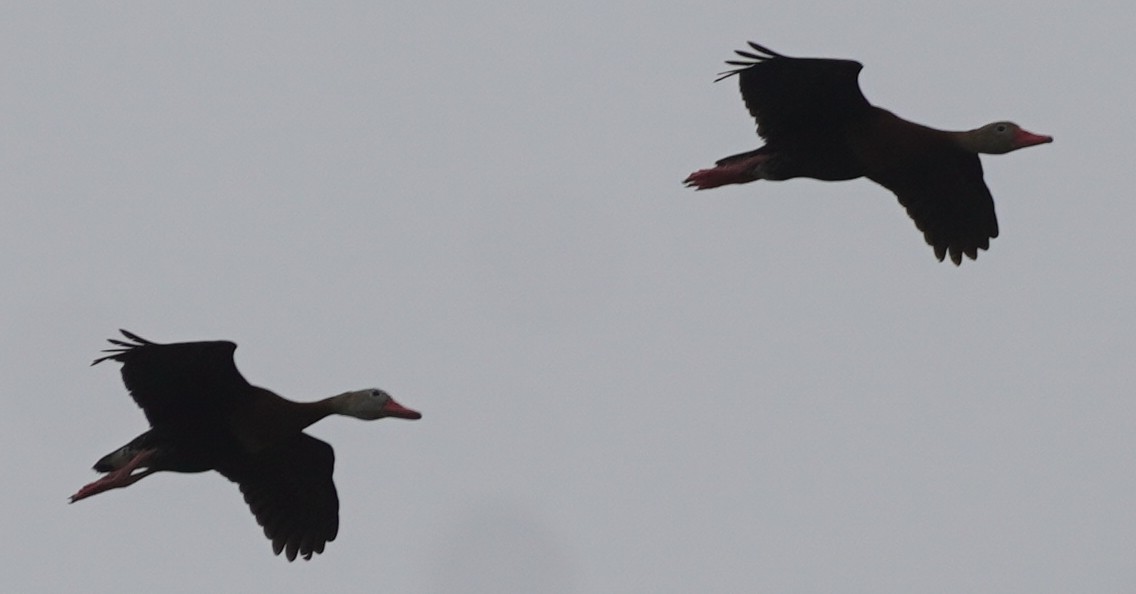 Black-bellied Whistling-Duck - John McCallister