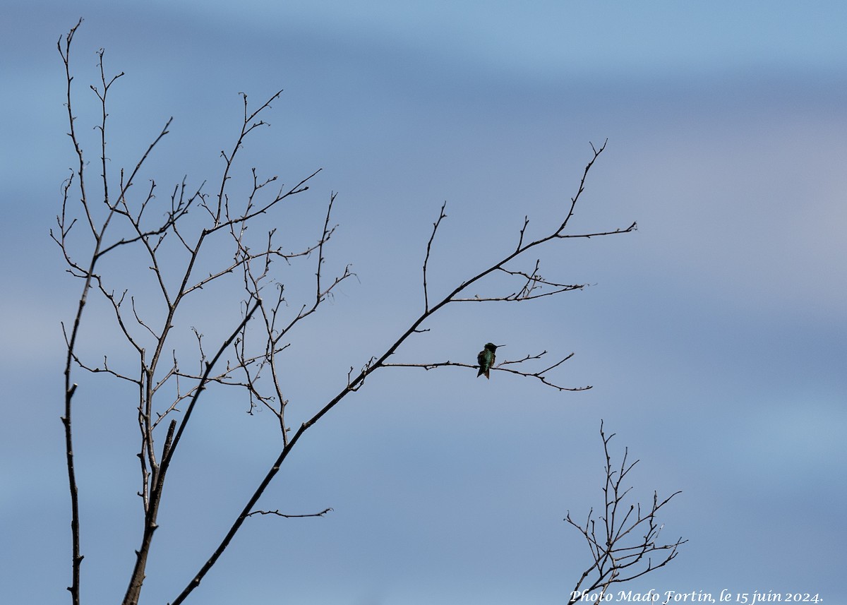 Ruby-throated Hummingbird - ML620467958