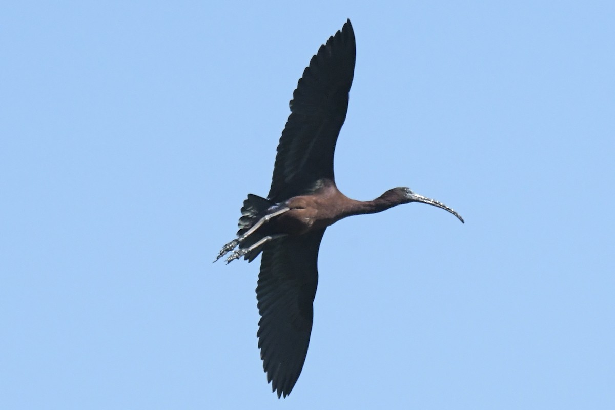 Glossy Ibis - ML620467959