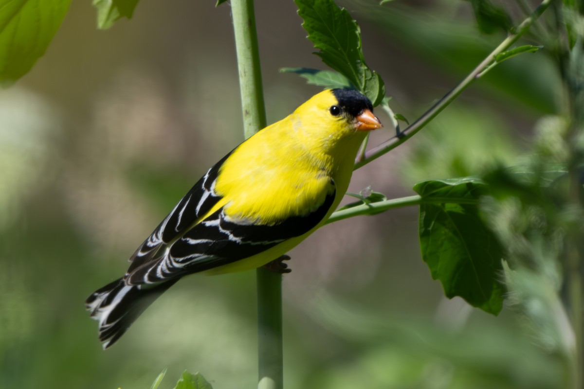 American Goldfinch - ML620467961