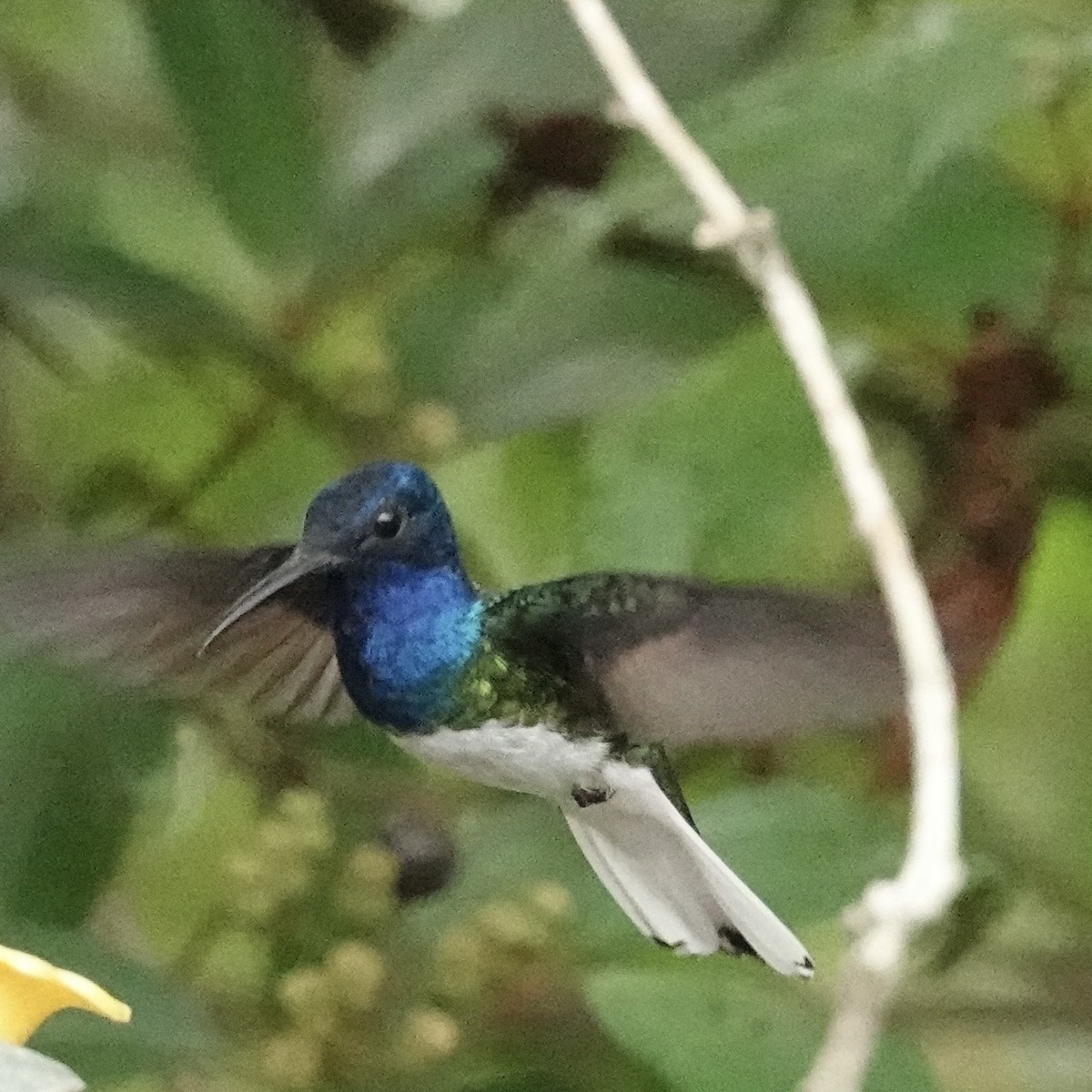 White-necked Jacobin - ML620467962