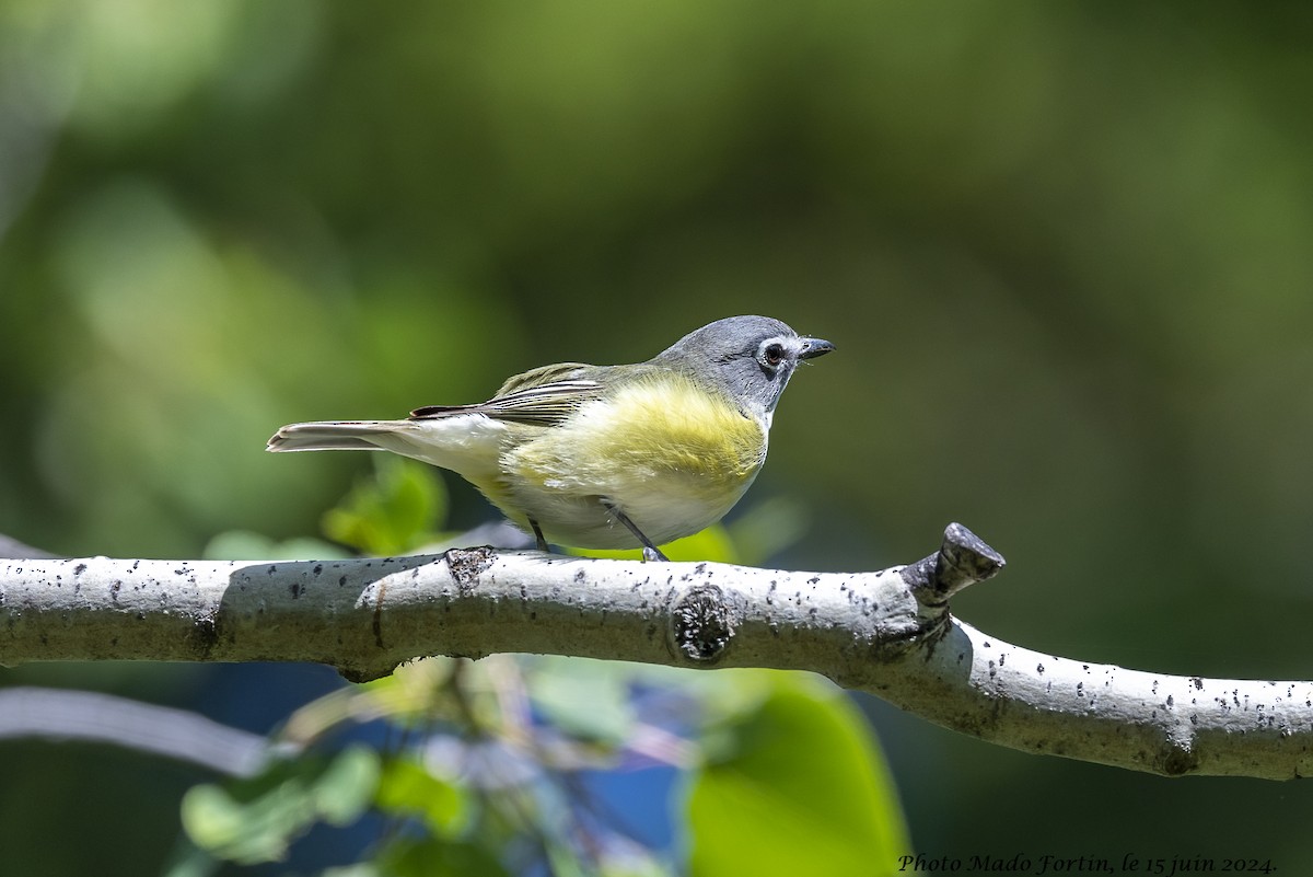 Blue-headed Vireo - madeleine fortin