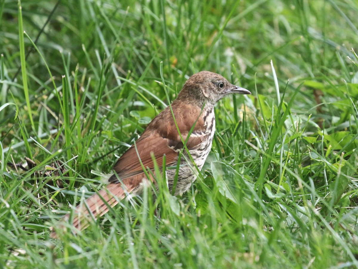 Brown Thrasher - ML620467968