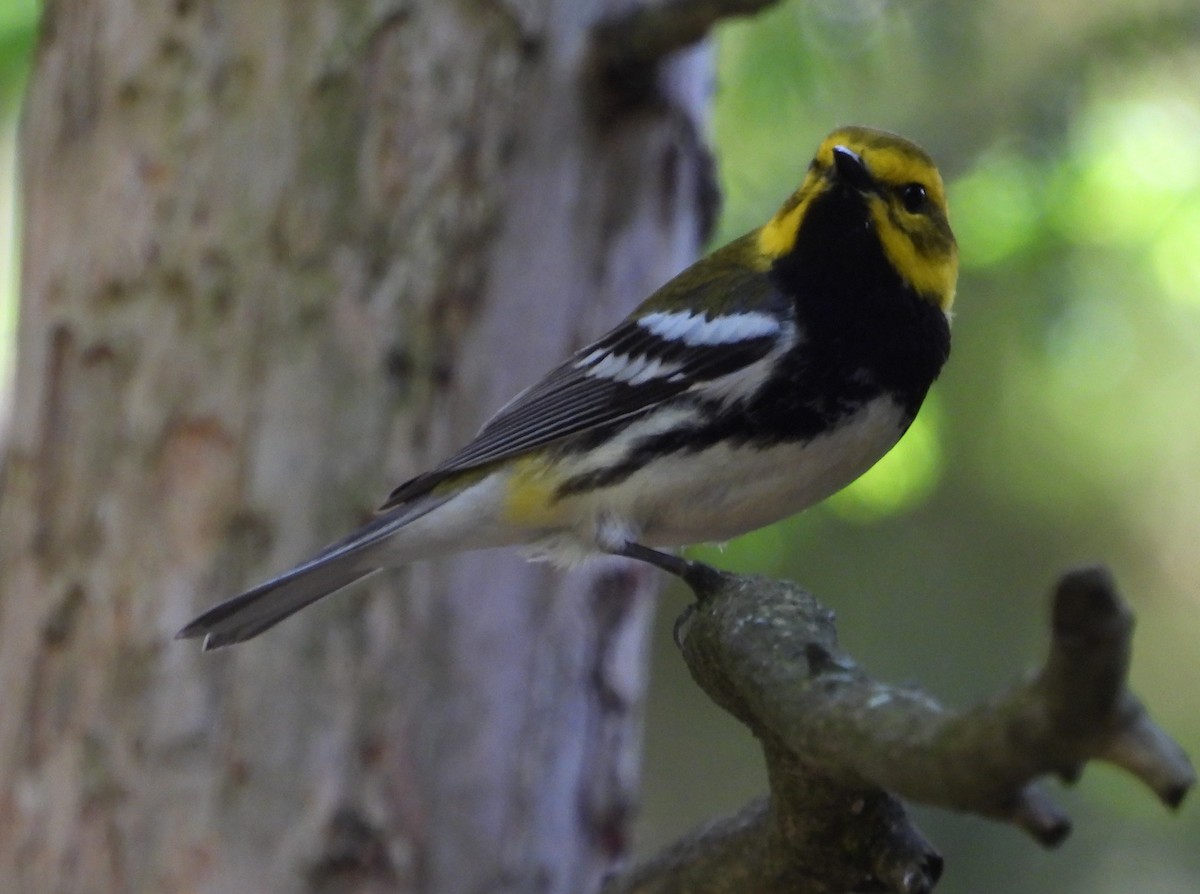 Black-throated Green Warbler - ML620467971