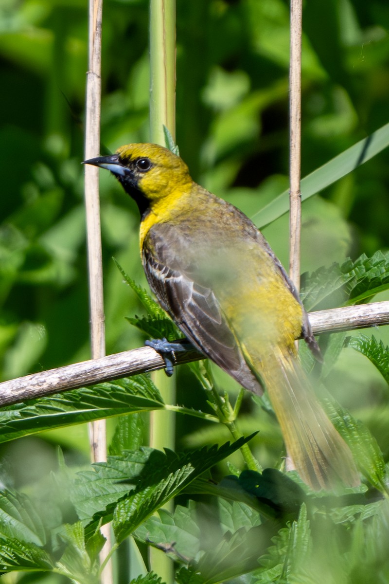 Orchard Oriole - ML620467975