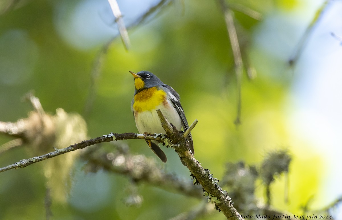 Northern Parula - ML620467988