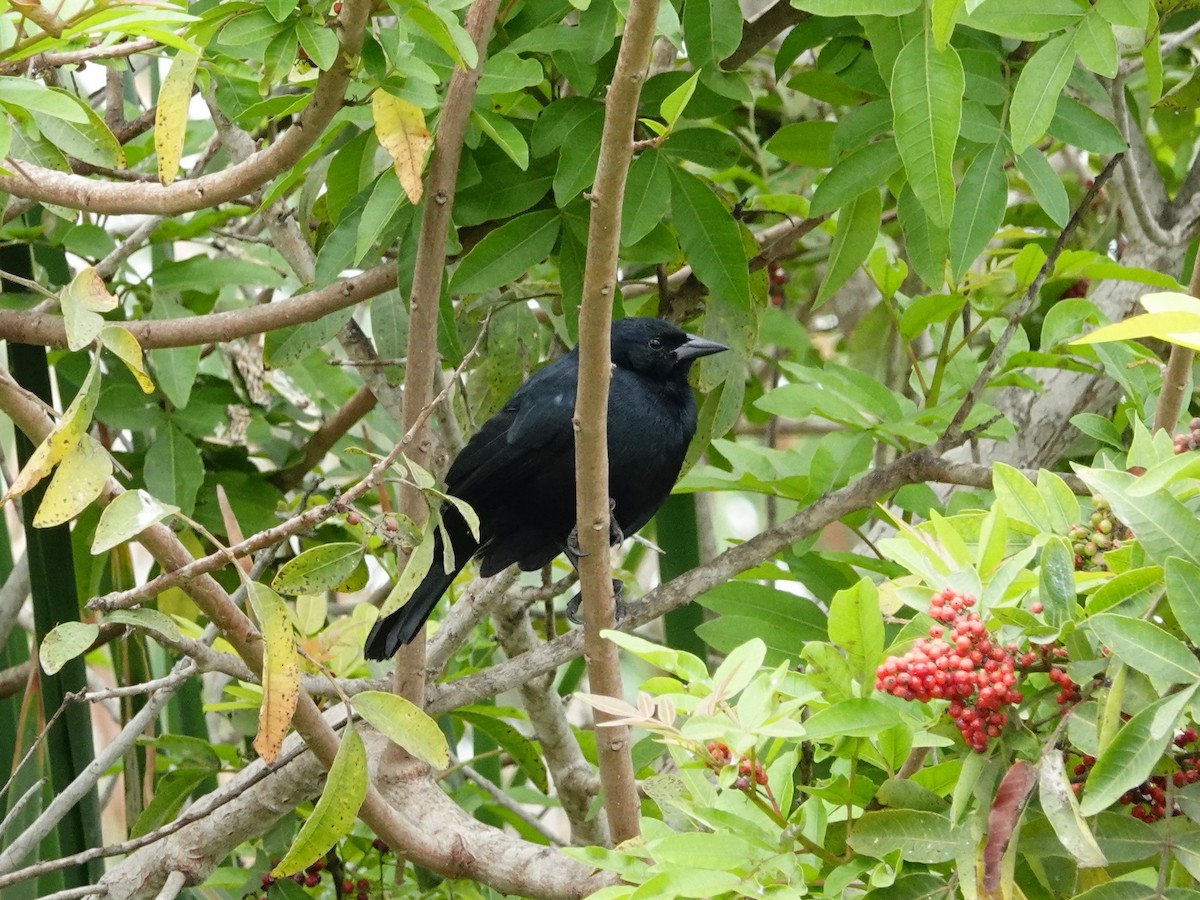 Scrub Blackbird - ML620467989