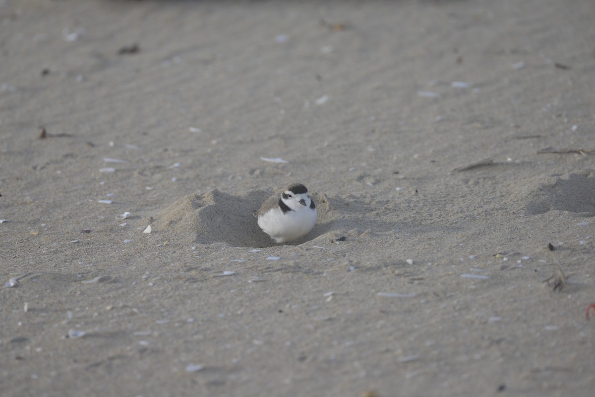 Snowy Plover - Francisco Flores Werner