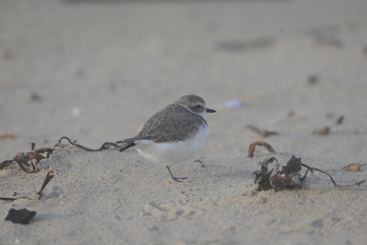 Snowy Plover - ML620468012