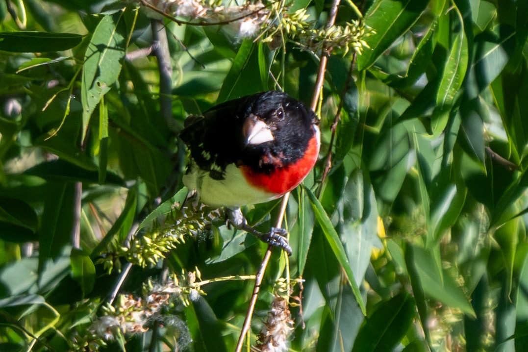 Rose-breasted Grosbeak - ML620468021