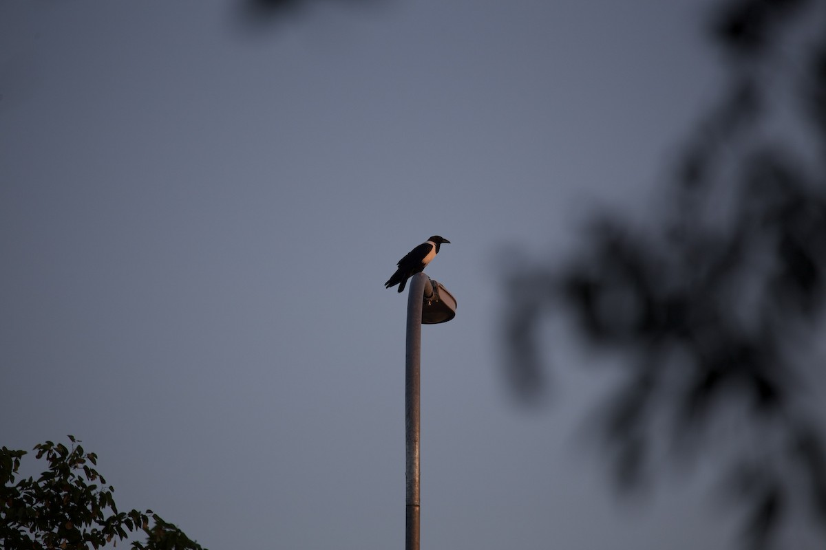 Pied Crow - ML620468023