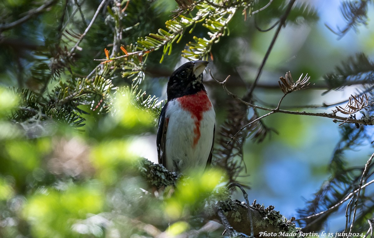 Rose-breasted Grosbeak - ML620468025