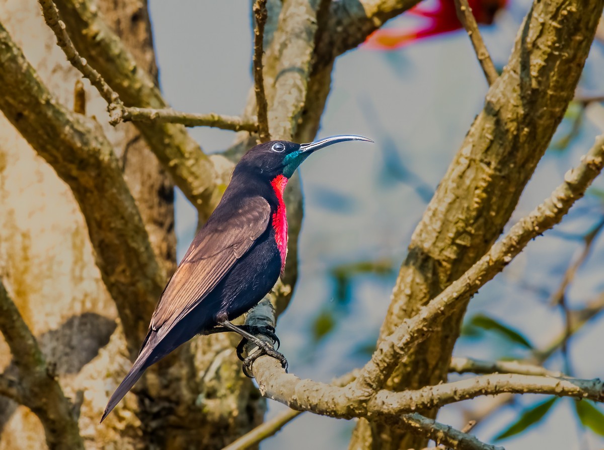 Scarlet-chested Sunbird - ML620468028