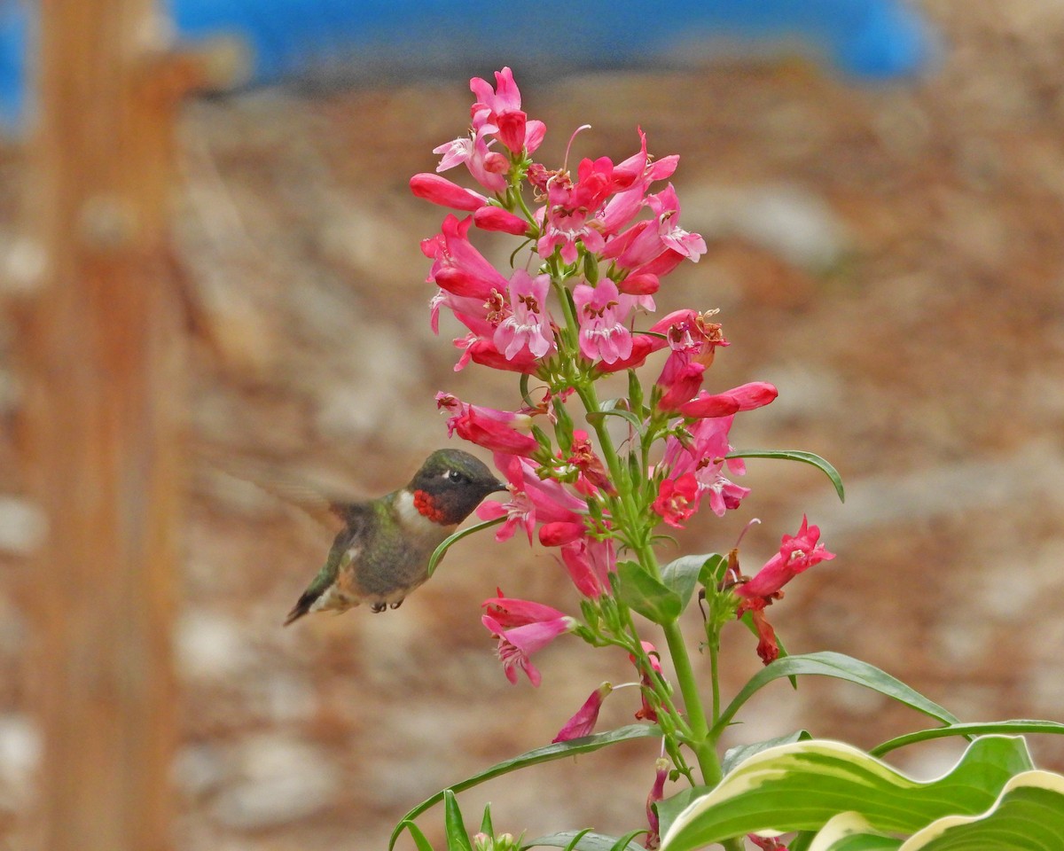 Colibrí Gorjirrubí - ML620468031