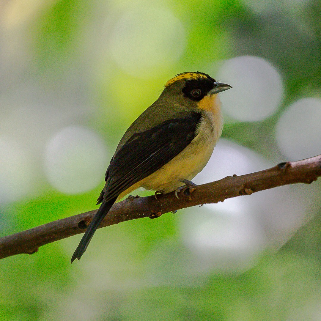 Black-goggled Tanager - ML620468032