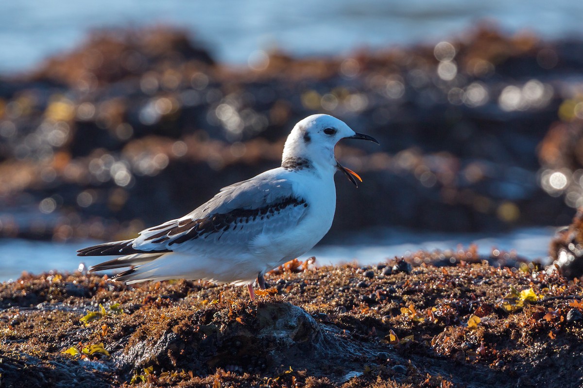 Bonaparte's Gull - ML620468033