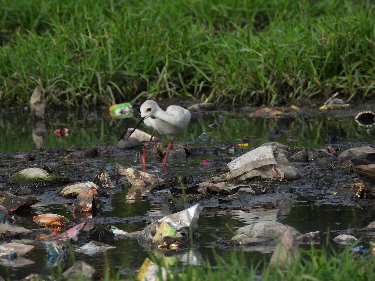 Black-winged Stilt - ML620468036