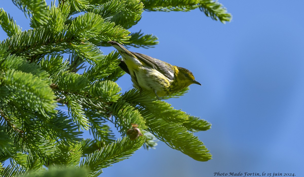 Cape May Warbler - ML620468041