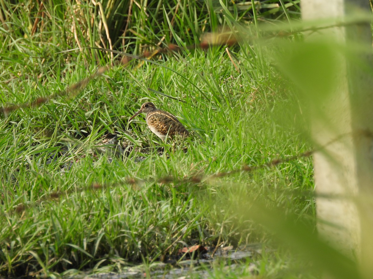 Greater Painted-Snipe - ML620468042